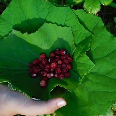 Rnk Peebu Kaemping Holiday park Kilingi-Nomme