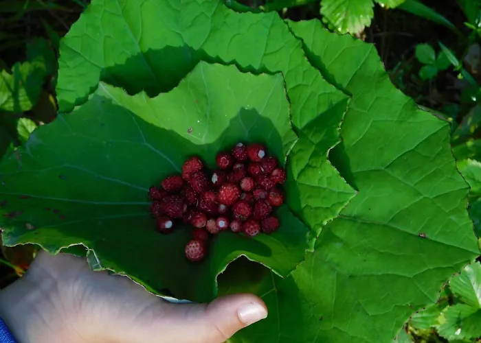 Rnk Peebu Kaemping Holiday park Kilingi-Nomme