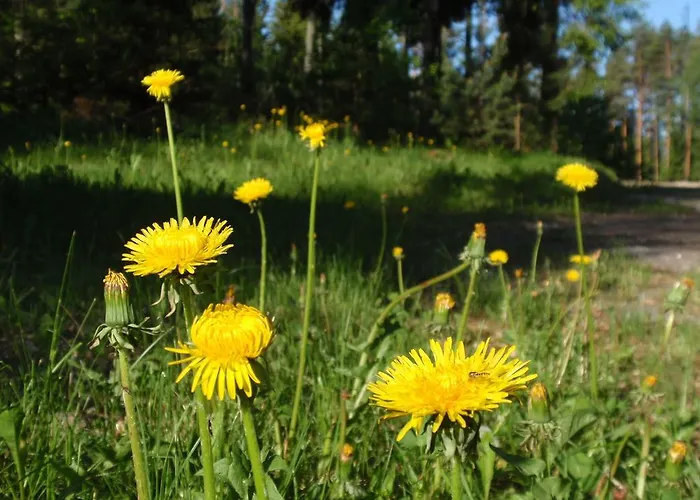 Rnk Peebu Kaemping Kilingi-Nomme