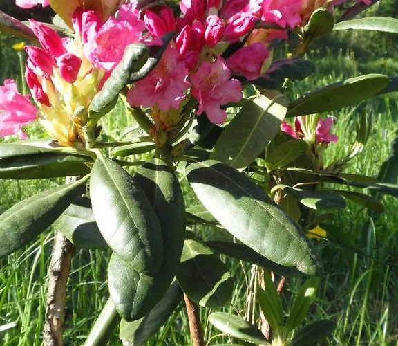 Holiday park Rnk Peebu Kaemping